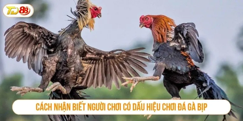 Cách nhận biết người chơi có dấu hiệu chơi đá gà bịp