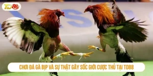 Chơi đá gà bịp