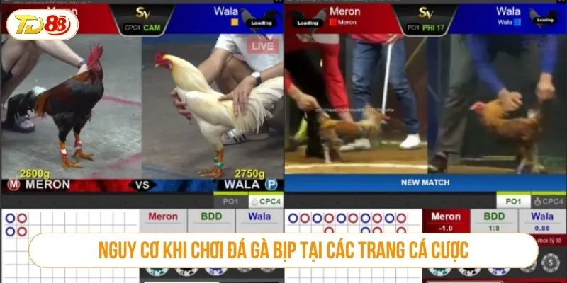 Nguy cơ khi chơi đá gà bịp tại các trang cá cược