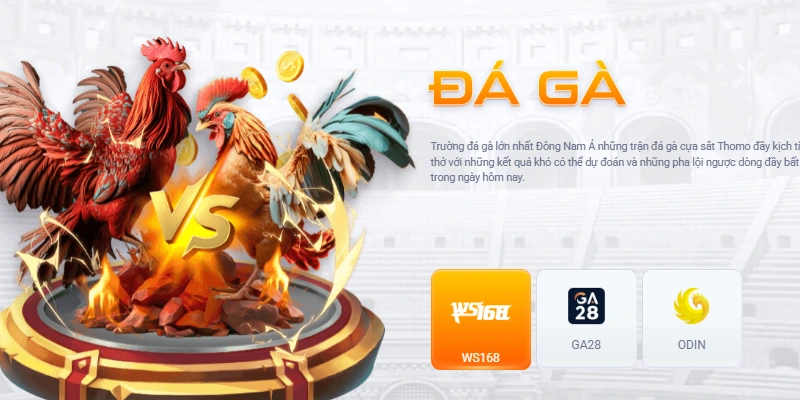 Cược đá gà hấp dẫn tại sân chơi TD88 